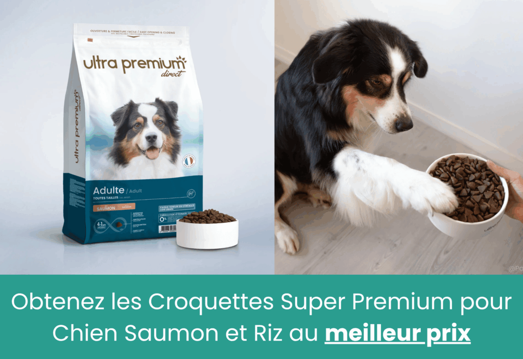 meilleures croquettes au saumon pour chien ultra premium direct