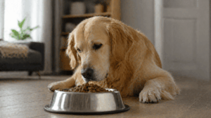 Pourquoi mon chien ne mange plus