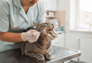 Pourquoi le tartre apparaît-il chez le chat